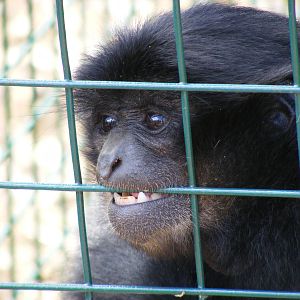 Sultana the Siamang gibbon at Noah's Ark Zoo Farm, 31 July 2010