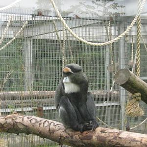 De brazza Monkey