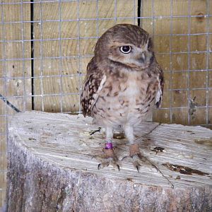 Big Bird the burrowing owl at Noah's Ark Zoo Farm, 31 July 2010