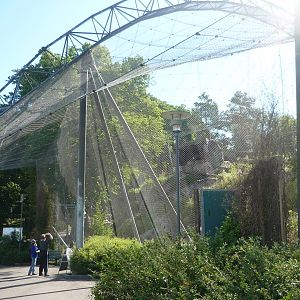 Bearded Vulture Exhibit 2
