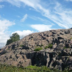 Alpine Ibex Exhibit 1