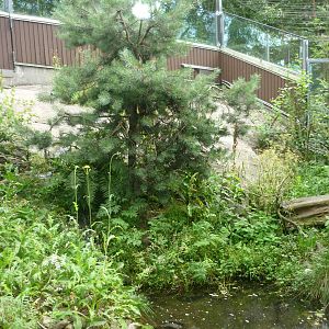 European Mink Exhibit 1