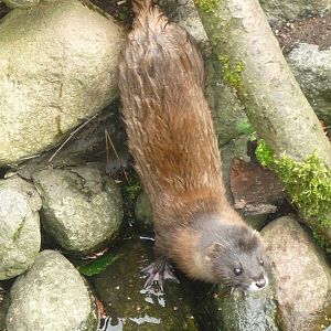 European Mink