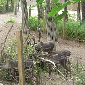 European Forest Reindeer