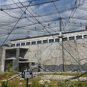 Steller's Sea Eagle Exhibit 2