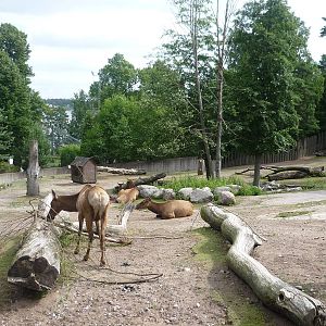 Elk Exhibit