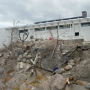 Hamadyras Baboon Exhibit 1