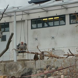 Hamadyras Baboon Exhibit 2