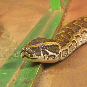 Helsinki Tropicario Reptile Zoo