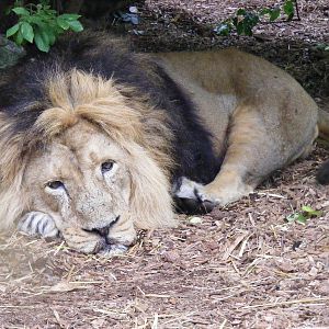 Kamal the Asiatic lion at Bristol Zoo, 1 August 2010