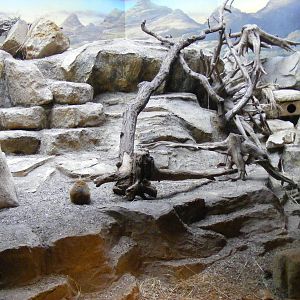 Yellow mongoose enclosure at Bristol Zoo, 1 August 2010