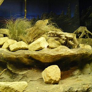Arabian sand cat enclosure at Bristol Zoo, 1 August 2010