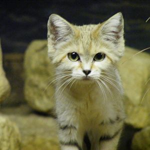 Arabian sand cat at Bristol Zoo, 1 August 2010