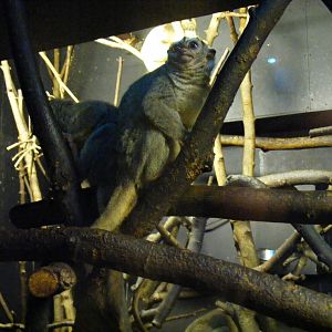 Douroucouli at Bristol Zoo, 1 August 2010