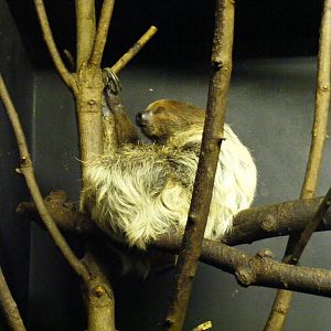 Linne's two toed sloth at Bristol Zoo, 1 August 2010