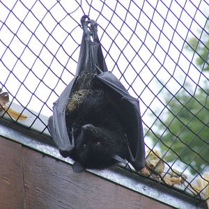 Livingstone's fruit bat at Bristol Zoo, 1 August 2010