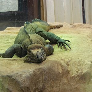 Rhinoceros iguana at Bristol Zoo, 1 August 2010