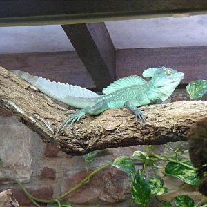 Plumed basilisk at Bristol Zoo, 1 August 2010