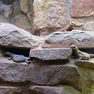 Western chuckwallas at Bristol Zoo, 1 August 2010