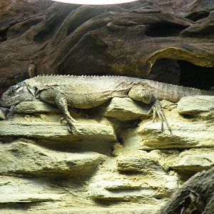 Utila spiny tailed iguana at Bristol Zoo, 1 August 2010