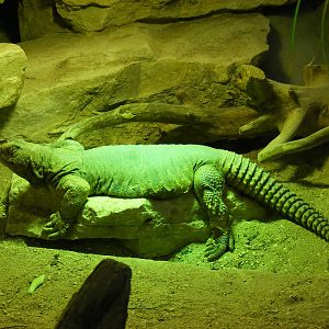 Egyptian spiny tailed lizard at Bristol Zoo, 1 August 2010