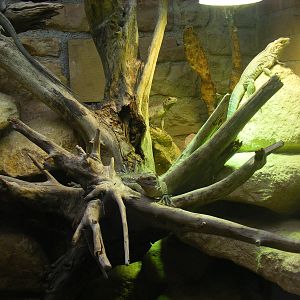 Rhinoceros iguana (juveniles) at Bristol Zoo, 1 August 2010