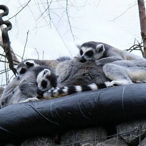 Ring-tailed lemurs at Bristol Zoo, 1 August 2010