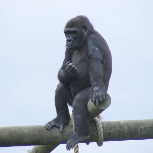 Kera the gorilla at Bristol Zoo, 1 August 2010