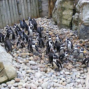 African penguins at Bristol Zoo, 1 August 2010