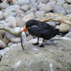 Inca tern at Bristol Zoo, 1 August 2010