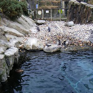 Seal and Penguin Coasts enclosure at Bristol Zoo, 1 August 2010