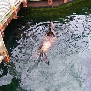 South American fur seal at Bristol Zoo, 1 August 2010