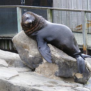 Otari the South American fur seal at Bristol Zoo, 1 August 2010