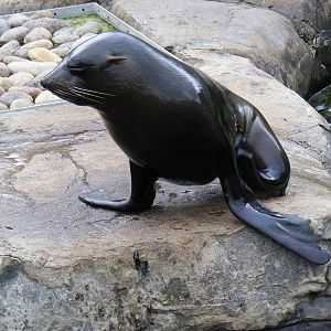 South American fur seal at Bristol Zoo, 1 August 2010