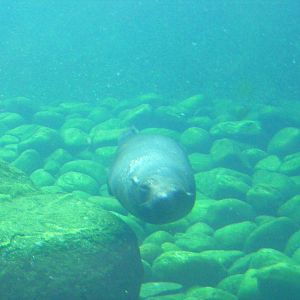 South American fur seal at Bristol Zoo, 1 August 2010