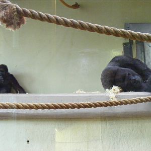 Kera and Jock the gorillas at Bristol Zoo, 1 August 2010