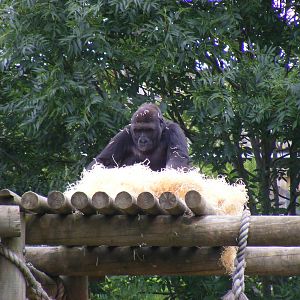 Kera the gorilla at Bristol Zoo, 1 August 2010