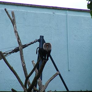 Lion-tailed macaque at Bristol Zoo, 1 August 2010