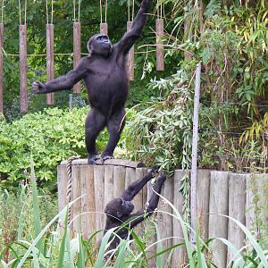 Kera and Komale the gorillas at Bristol Zoo, 1 August 2010