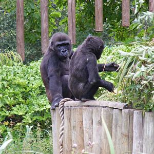 Kera and Komale the gorillas at Bristol Zoo, 1 August 2010