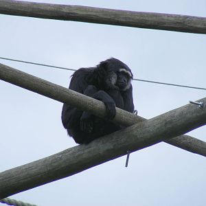 Agile gibbon at Bristol Zoo, 1 August 2010