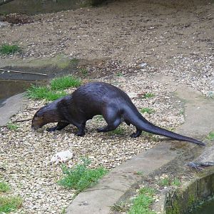North American river otter at Bristol Zoo, 1 August 2010