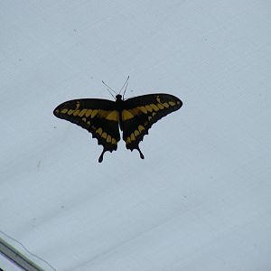 Giant swallowtail butterfly (?) at Bristol Zoo, 1 August 2010