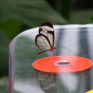 Glasswing butterfly at Bristol Zoo, 1 August 2010