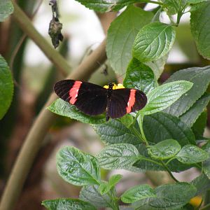 Postman butterfly at Bristol Zoo, 1 August 2010