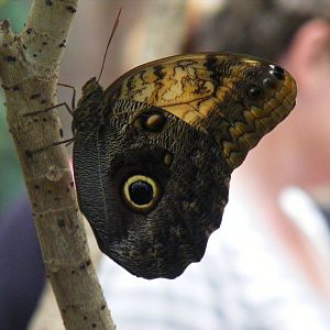 Owl butterfly at Bristol Zoo, 1 August 2010