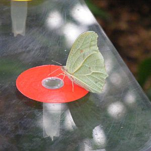 Green leaf butterfly at Bristol Zoo, 1 August 2010