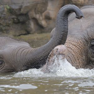 Sundara and Jangoli playing in pool