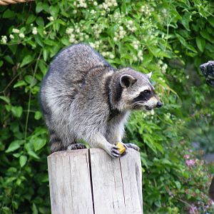 Rocky the raccoon at Bristol Zoo, 1 August 2010