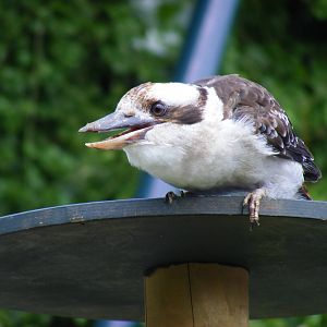 Sydney the laughing kookaburra at Bristol Zoo, 1 August 2010